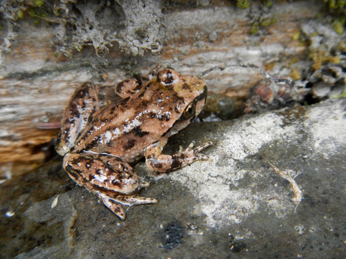 Rocky Mountain Tailed Frog