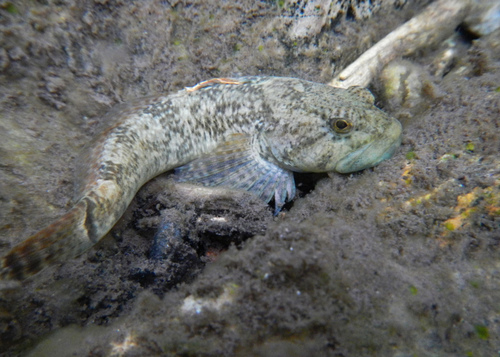 Cedar Sculpin