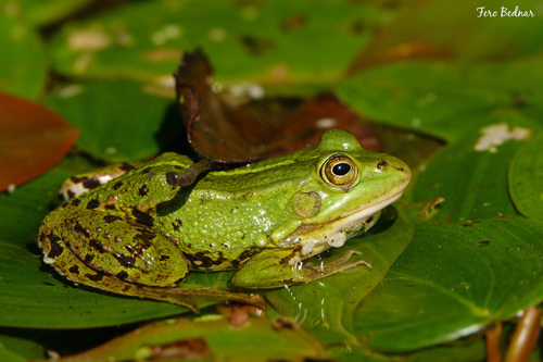 Pelophylax