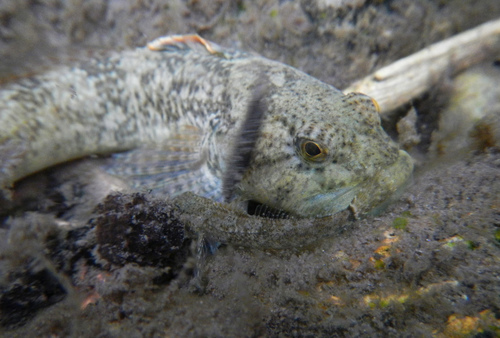 Cottus schitsuumsh · iNaturalist Mexico