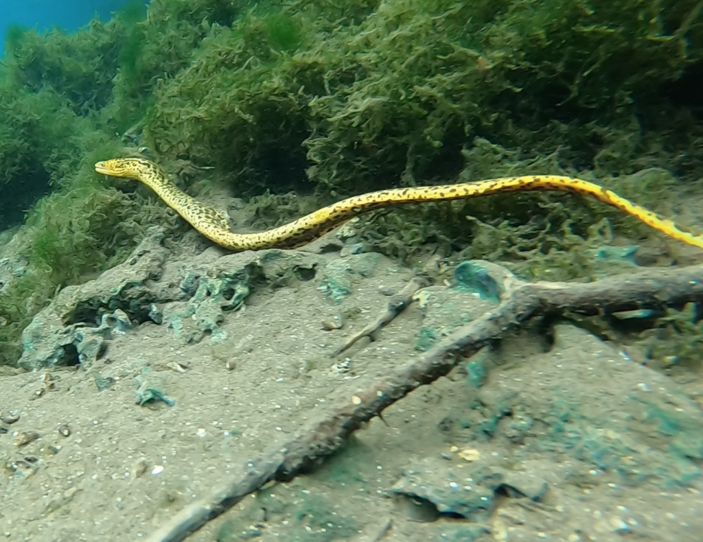 Freshwater Moray from East Coast Road, M5P9+JW6, Natawa, Sanma Province ...