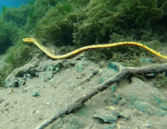 Moray eel