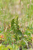 Common Moonwort - Photo (c) 异草志, all rights reserved, uploaded by 异草志