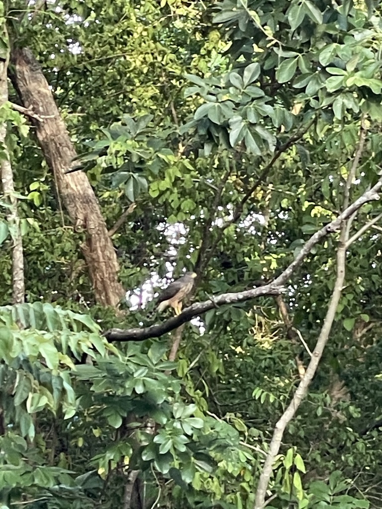 Roadside Hawk from Santa Rosa National Park, La Cruz, Guanacaste, CR on