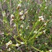 Baeckea imbricata - Photo (c) greenmthort, todos los derechos reservados, uploaded by greenmthort