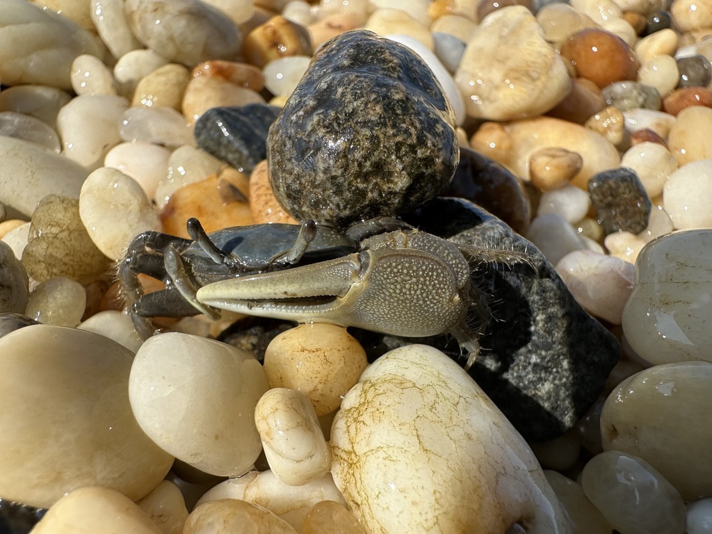 Mud Fiddler Crab Life Span