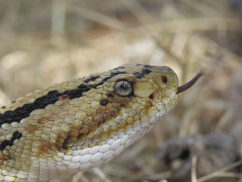 Northwestern Neotropical Rattlesnake