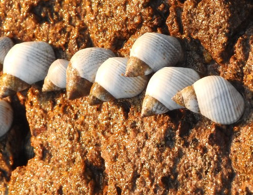 Echinolittorina modesta
