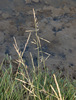 Reflexed Saltmarsh-Grass - Photo (c) Tig, all rights reserved, uploaded by Tig