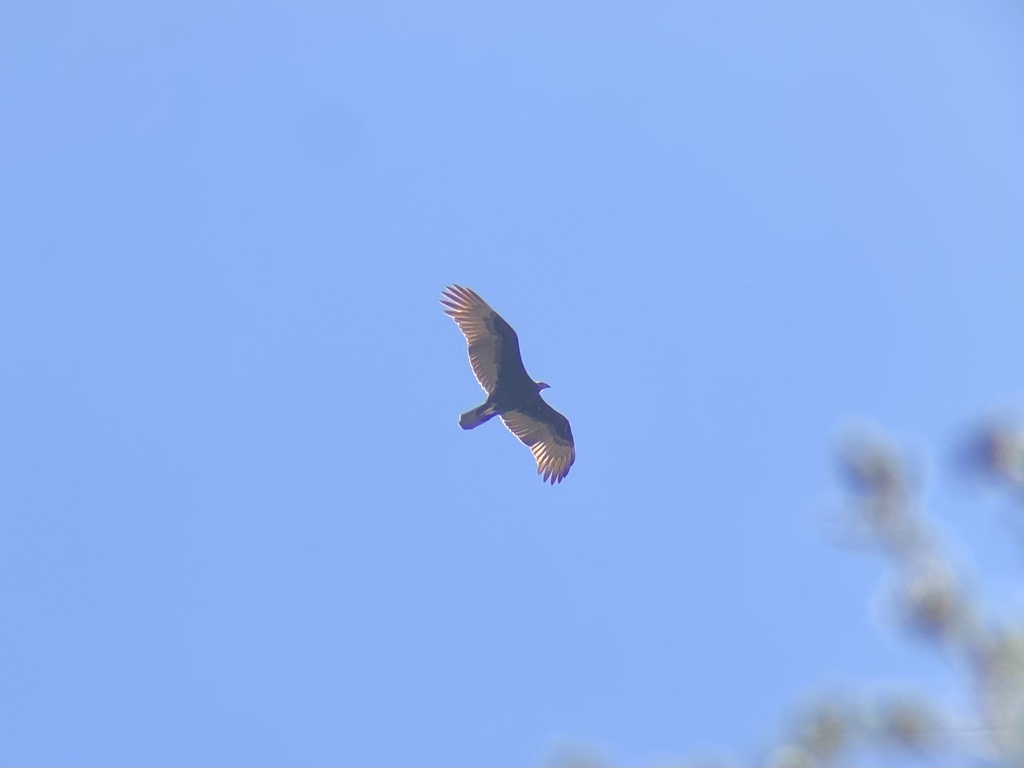 Turkey Vulture from Sunol Wilderness Regional Preserve, Sunol, CA, US