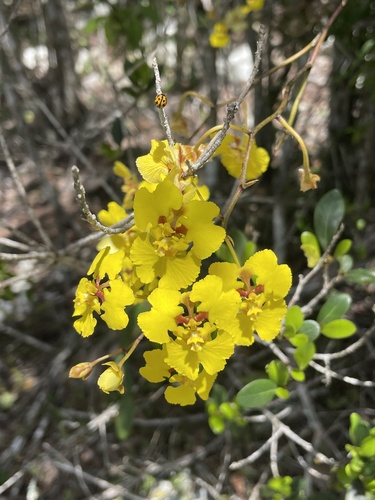 Equitant Oncidium