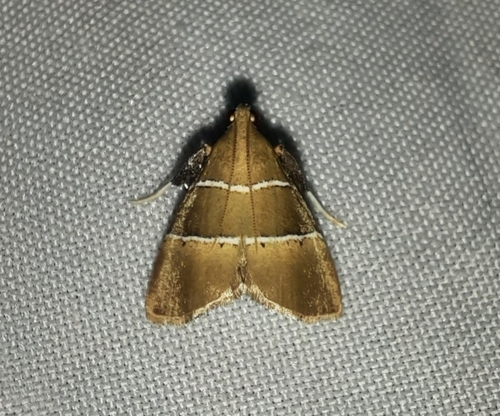 Microrca bistrialis