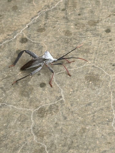 Acanthocephalini image