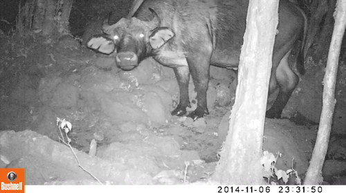 Cape Buffalo