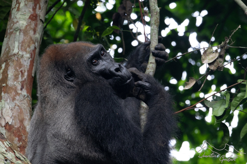 Western Lowland Gorilla