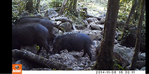 Giant Forest Hog