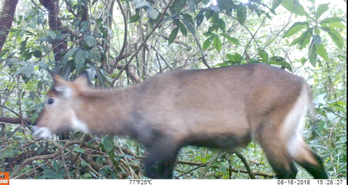 Defassa Waterbuck