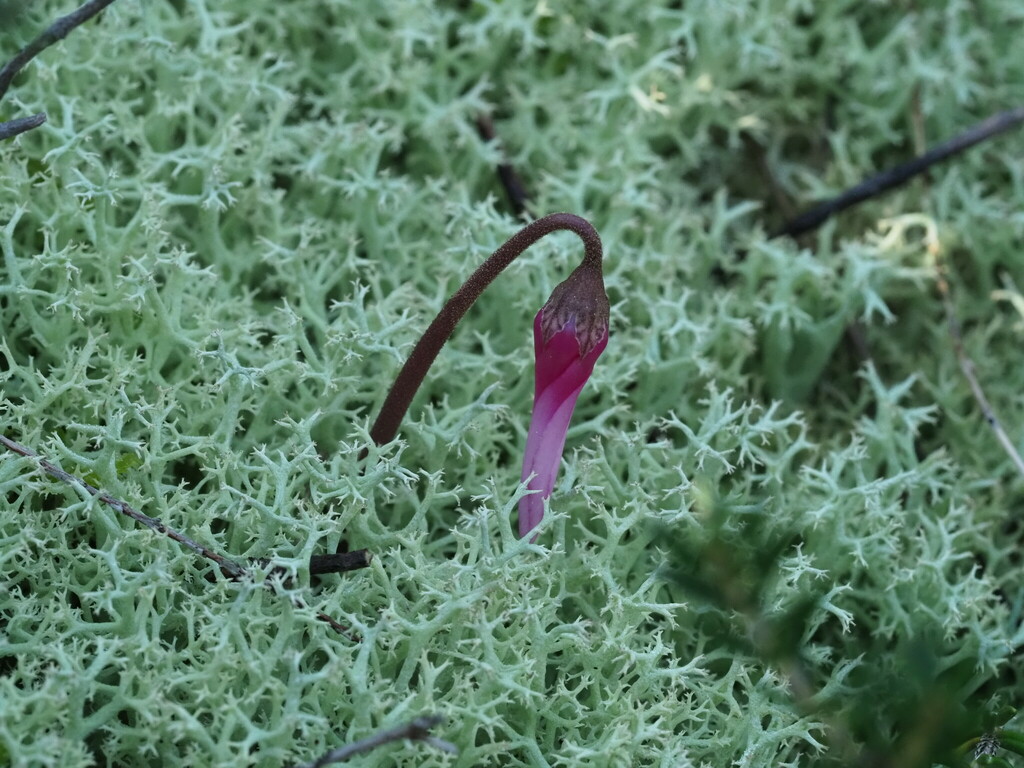 Spring Sowbread from Žrnovo, Croatia on March 18, 2023 at 10:08 AM by ...