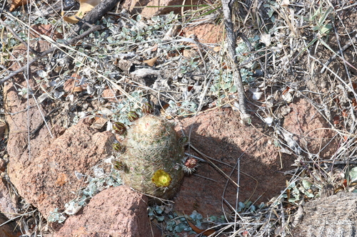 Green-flower Hedgehog Cactus