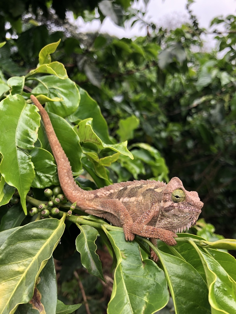 Helmeted Chameleon from Kiambu, Kiambu, Central, KE on January 10, 2019 ...