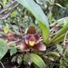 Lycaste macrophylla - Photo (c) David A. Rodríguez Arias, all rights reserved, uploaded by David A. Rodríguez Arias