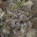Turkeytail Seaweed - Photo (c) Wendy Feltham, all rights reserved, uploaded by Wendy Feltham