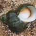 Onion Turban Shell - Photo (c) Wendy Feltham, all rights reserved, uploaded by Wendy Feltham