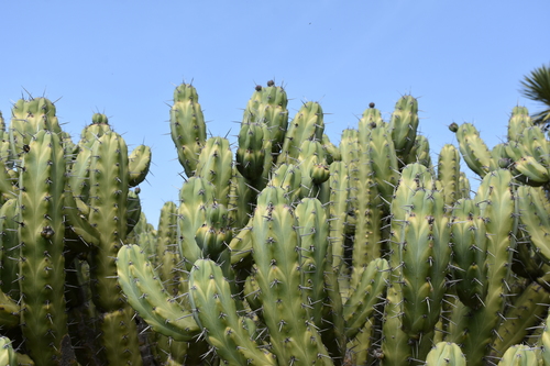 Blue Myrtle-cactus