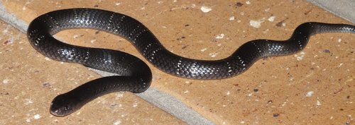 Boulenger's Garter Snake