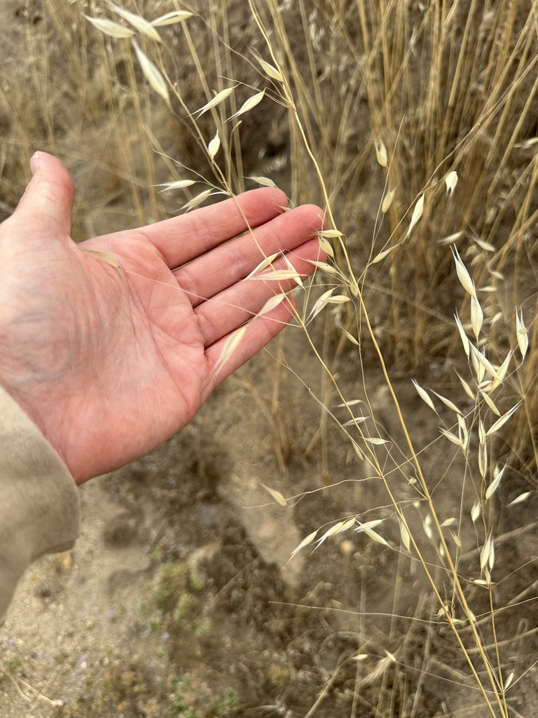 slender-wild-oat-from-hemet-ca-us-on-july-31-2023-at-10-25-am-by