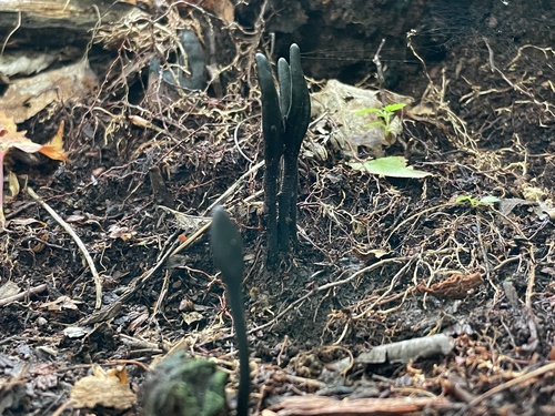 Geoglossum