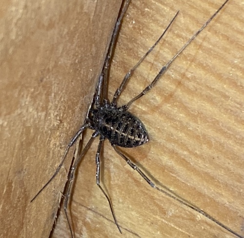Homolophus arcticus