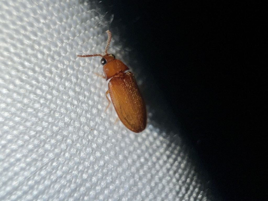 Texas Beetle from Miller Ave, Dallas, TX, US on July 31, 2023 at 08:49 ...