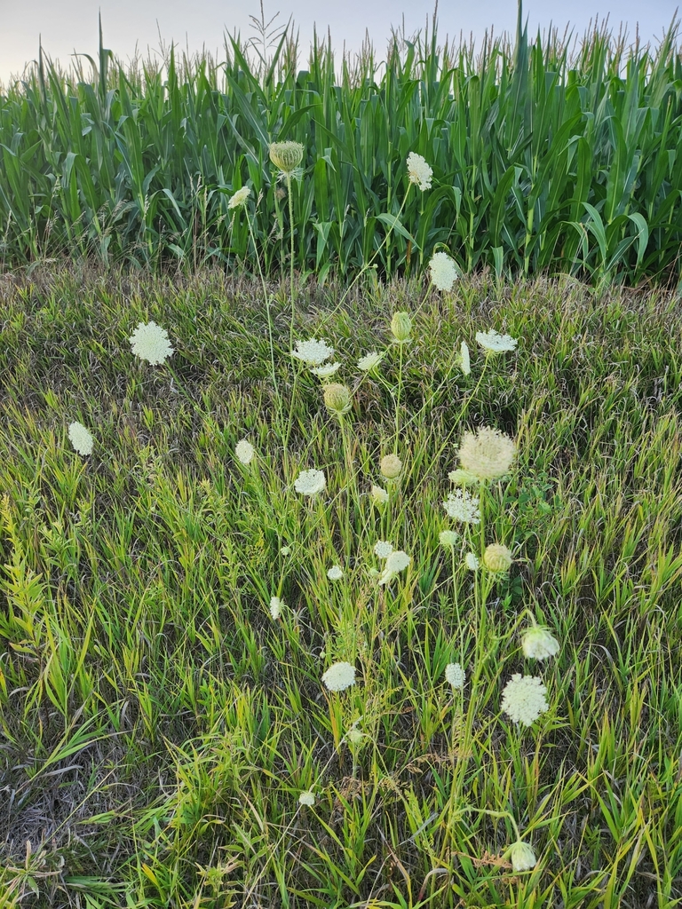 wild carrot from Rich Valley Township, MN, USA on July 31, 2023 at 08