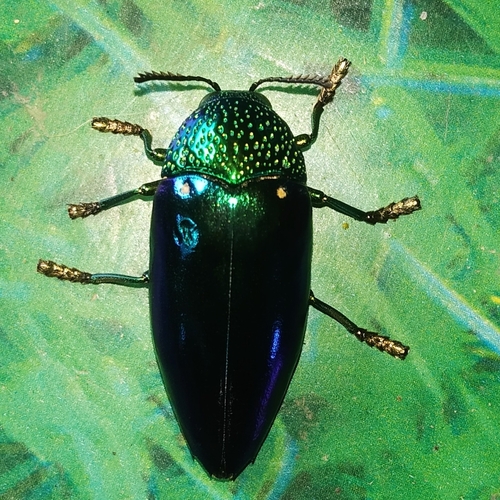 Sternocera aequisignata