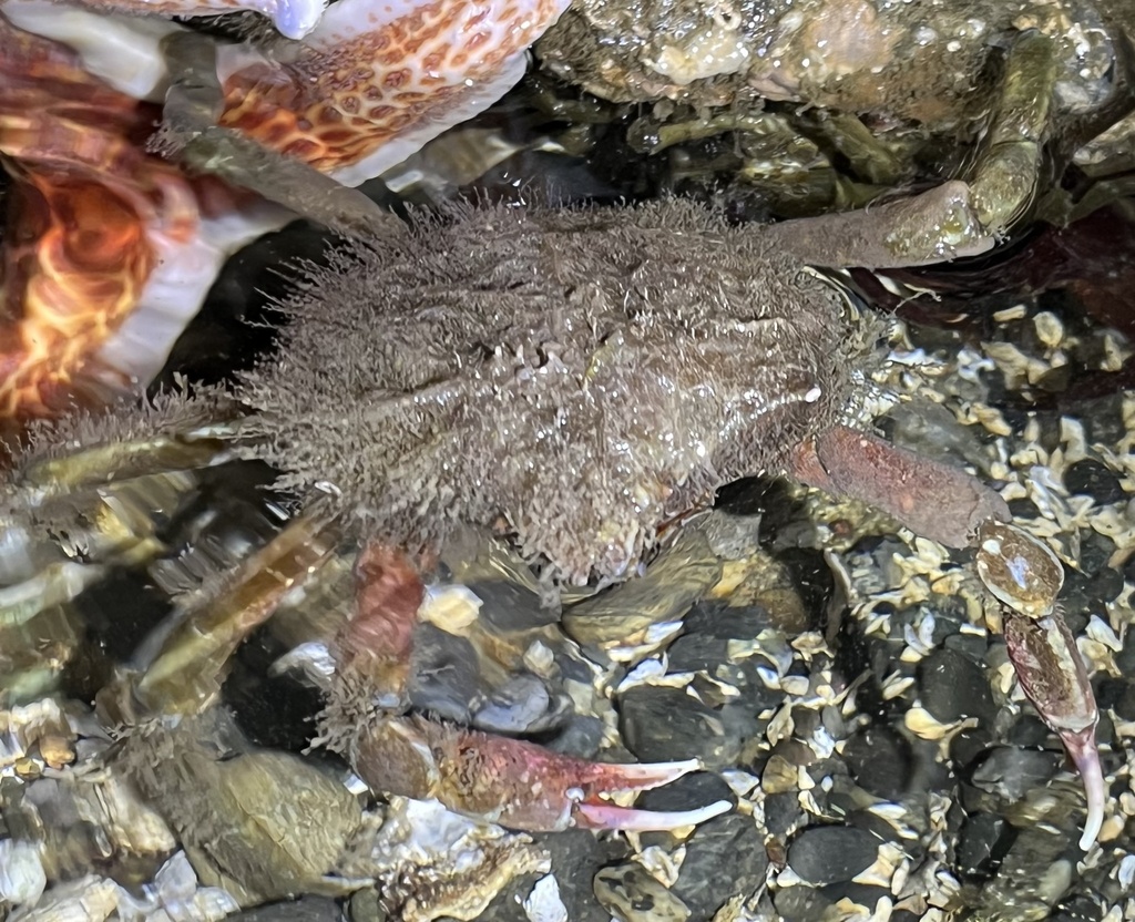 northern-kelp-crab-from-point-defiance-boathouse-grounds-tacoma-wa