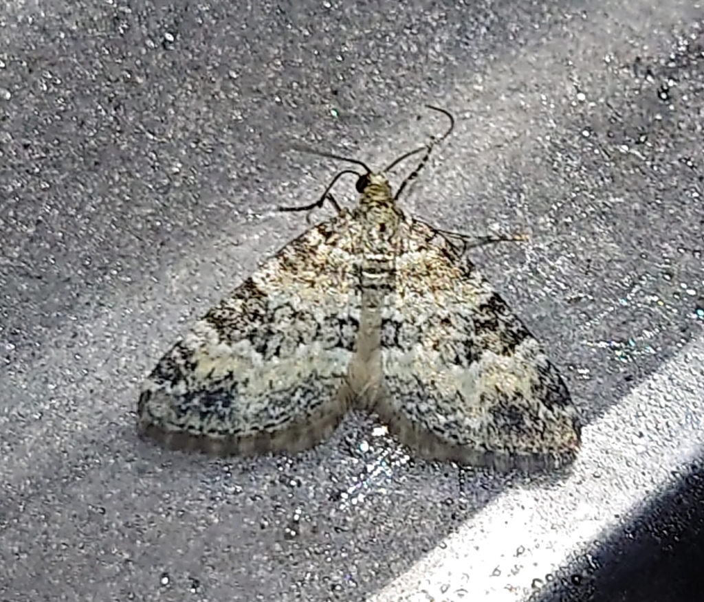 Heath Rivulet from 82467 Grainau, Deutschland on July 24, 2023 at 12:13 ...