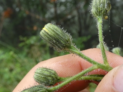 Lycopus-bladig havikskruid (Hieracium lycopifolium)