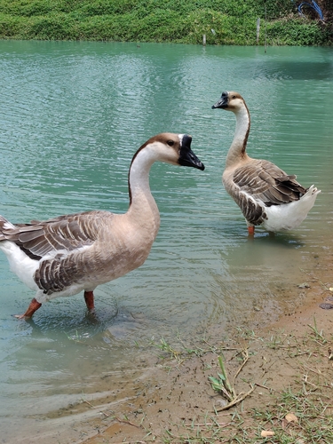 Domestic Swan Goose
