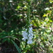 Benthamia madagascariensis - Photo (c) David-Paul Klein, all rights reserved, uploaded by David-Paul Klein