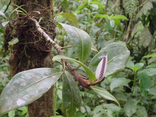Anthurium obtusum ssp. obtusum image