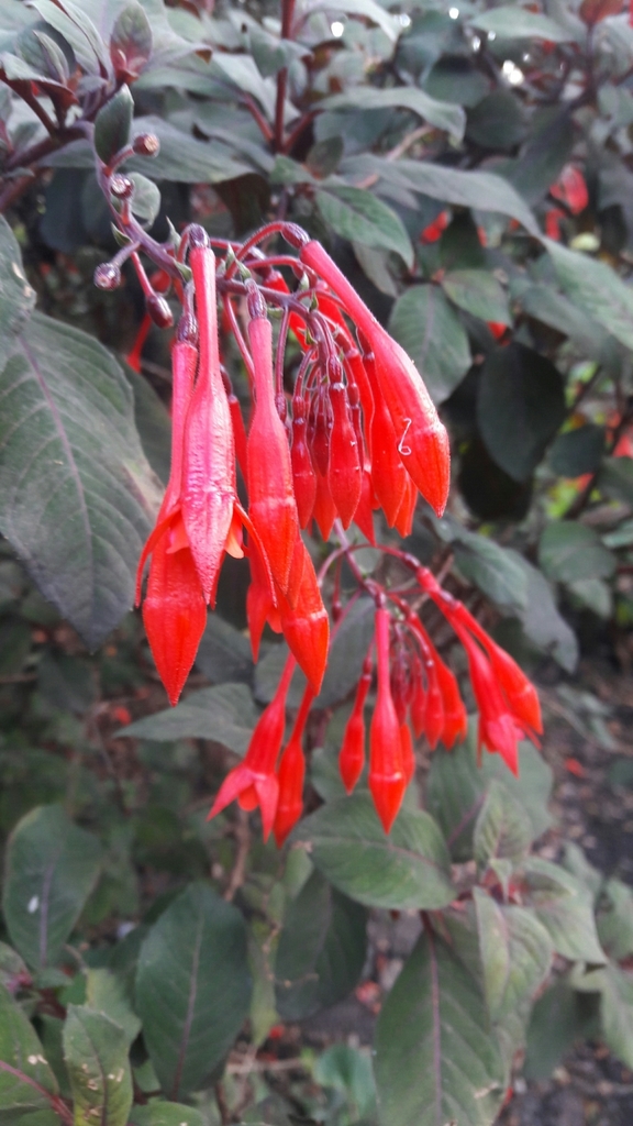 Fucsia