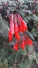 Honeysuckle Fuchsia - Photo (c) Maria Camila Vergara, all rights reserved, uploaded by Maria Camila Vergara