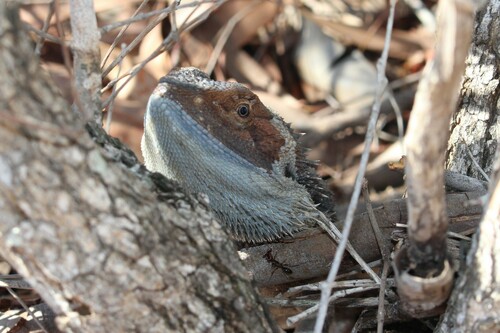 Eastern Bearded Dragon