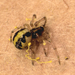 Deliochus - Photo (c) Edithvale-Australia Insects and Spiders, todos los derechos reservados, subido por Edithvale-Australia Insects and Spiders