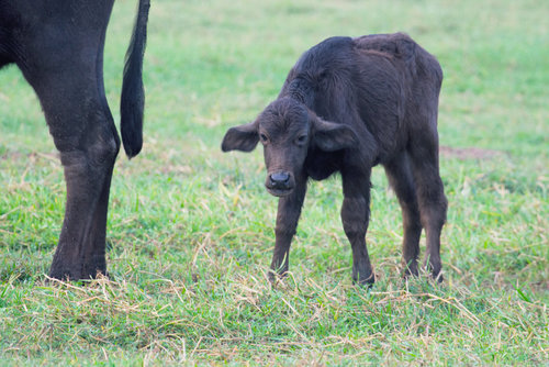 Domestic Water Buffalo (Bubalus bubalis) · iNaturalist