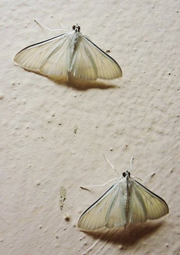 Satin White Palpita