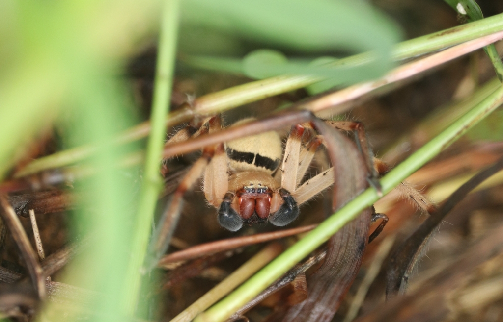 Olios lamarcki from Mumbai Veterinary College, Goregaon on July 7, 2023 at 1022 AM by Gargi