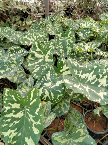 Alocasia Hilo Beauty (Caladium praetermissum)