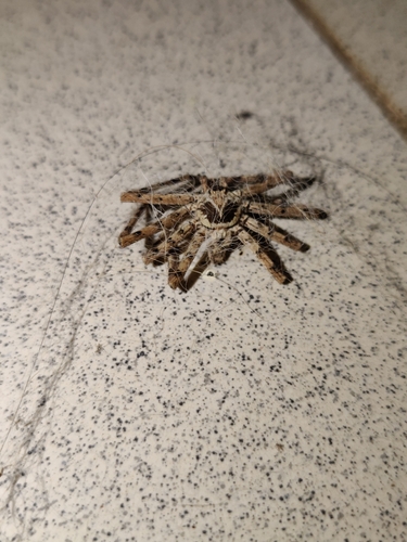 Pantropical Huntsman Spider
